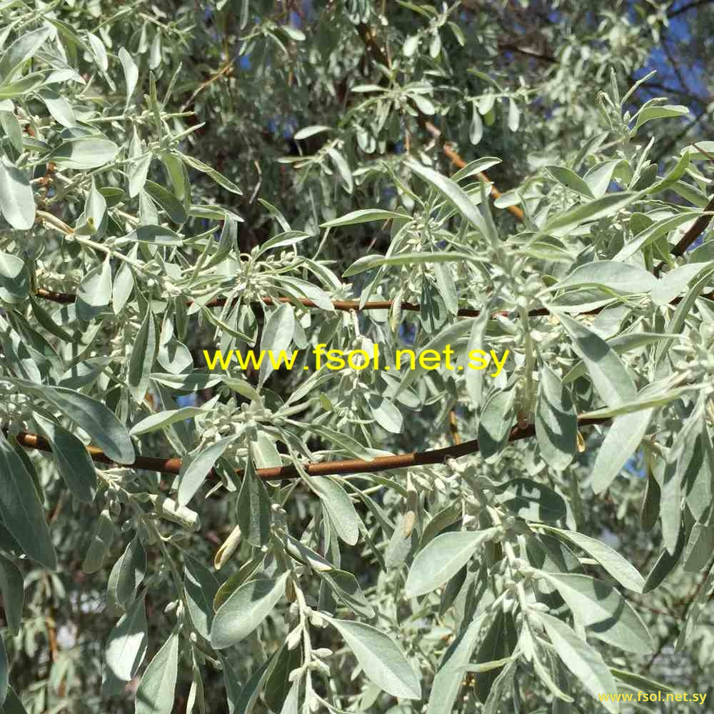 Elaeganus angustifolia L.